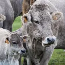 В Северной Осетии в 2021 году выросло производство мяса, молока и яиц - Северо-Кавказстат