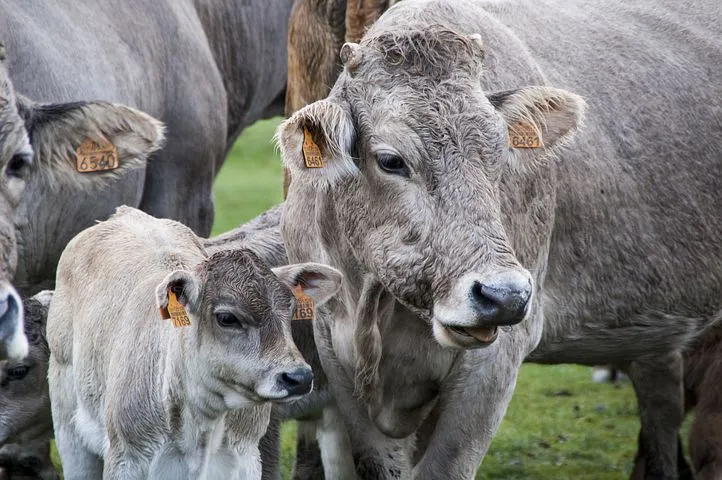 В Северной Осетии в 2021 году выросло производство мяса, молока и яиц - Северо-Кавказстат 
